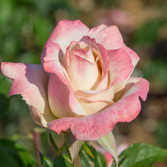 Pinkerbelle™ Bare Root Rose Bush