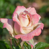 Pinkerbelle™ Bare Root Rose Bush