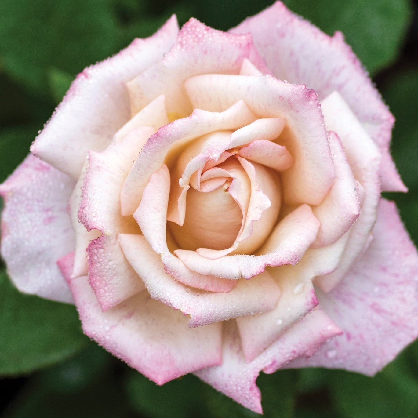 Bingley’s Charm® Garden Color Stories™ Bundle of 3 Bare Root Roses