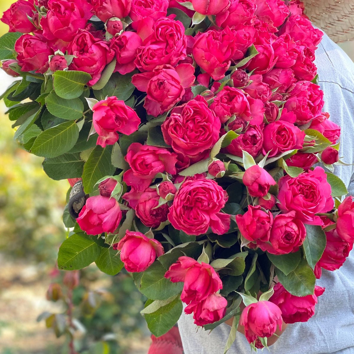 Traviata® Pink Potted Rose Bush