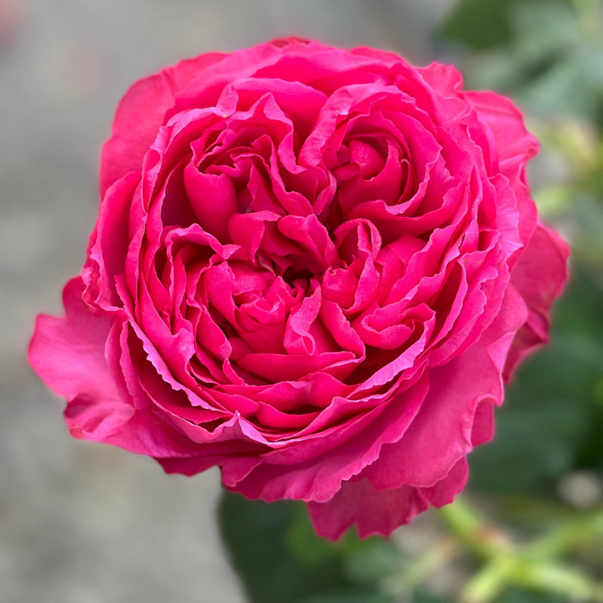 Traviata® Pink Potted Rose Bush