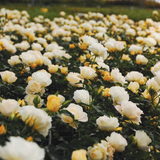 Popcorn Drift® Bare Root Rose Bush