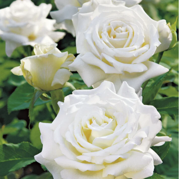 Pope John Paul II Bare Root Tree Rose