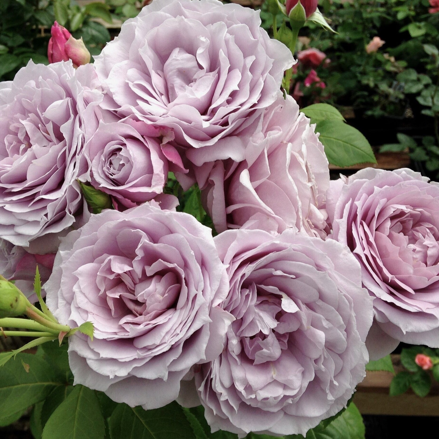 Poseidon™ Bare Root Rose Bush