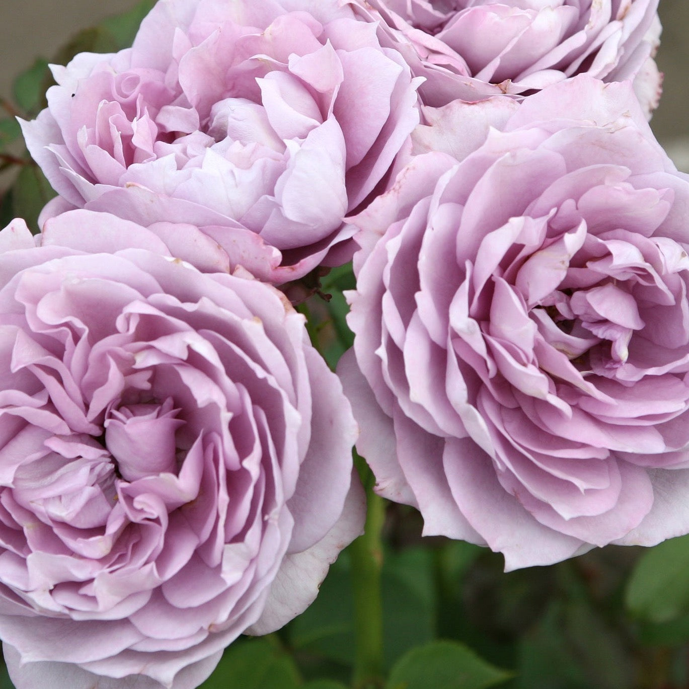 Poseidon™ Bare Root Rose Bush