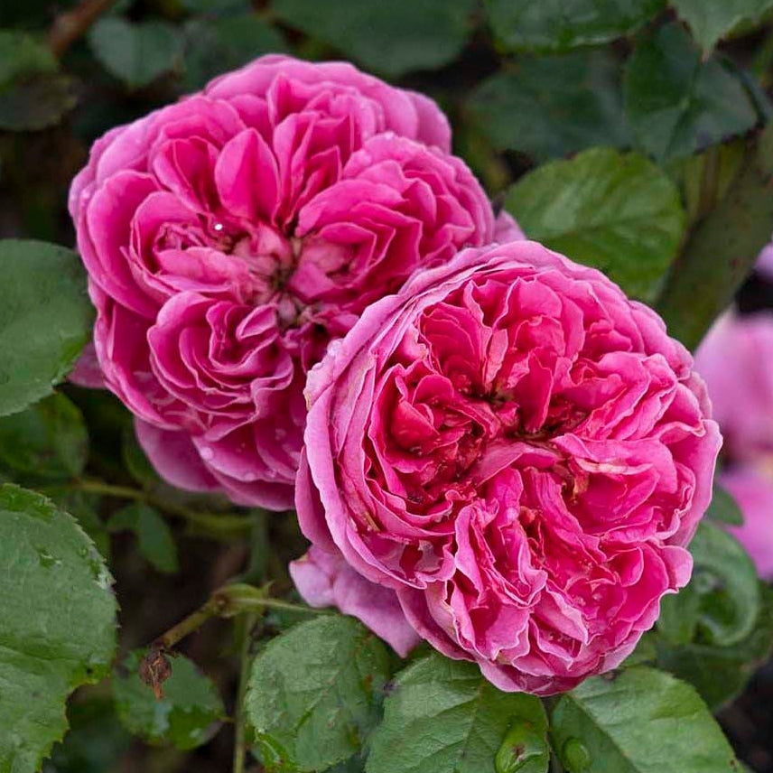 PowerPuff Pink® Potted Rose Bush - Grace Rose Farm