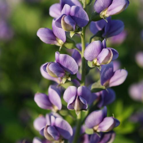 Proven Winners® Baptisia Decadence® Blueberry Sundae Potted False Indigo Plant