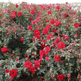 Preference™ Potted Rose Bush