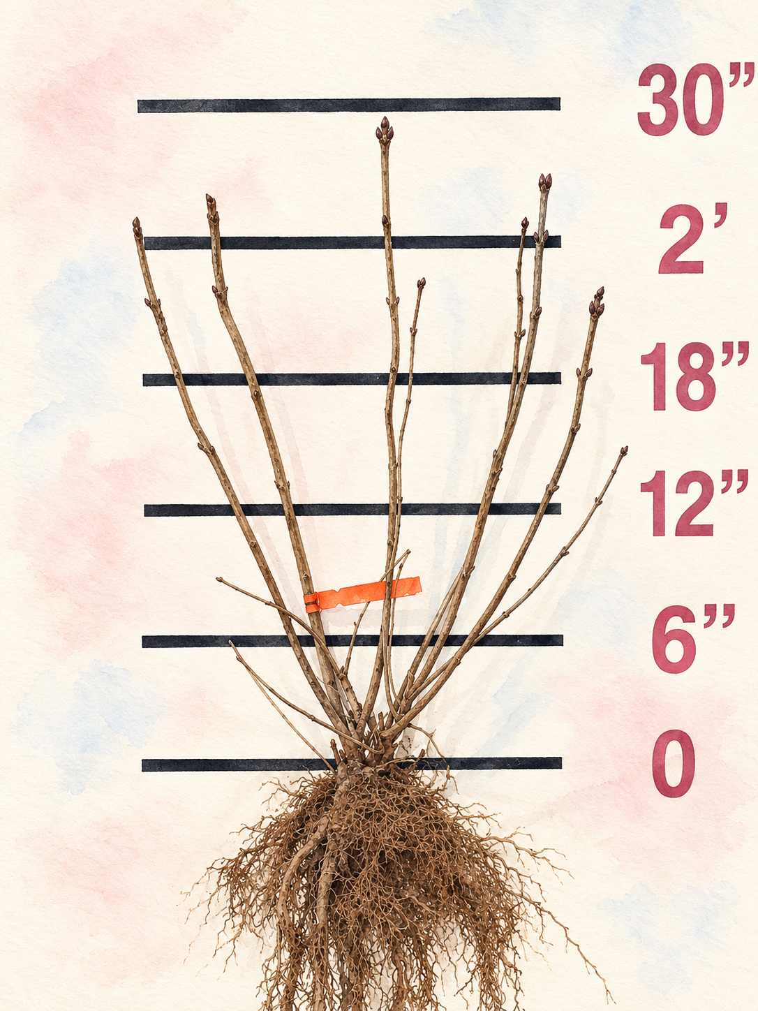 President Grevy Bare Root Lilac Bush