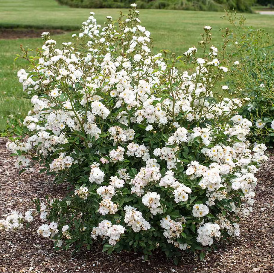 Pretty Polly® White Bare Root Tree Rose
