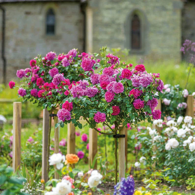 David Austin® Princess Anne® Potted Tree Rose