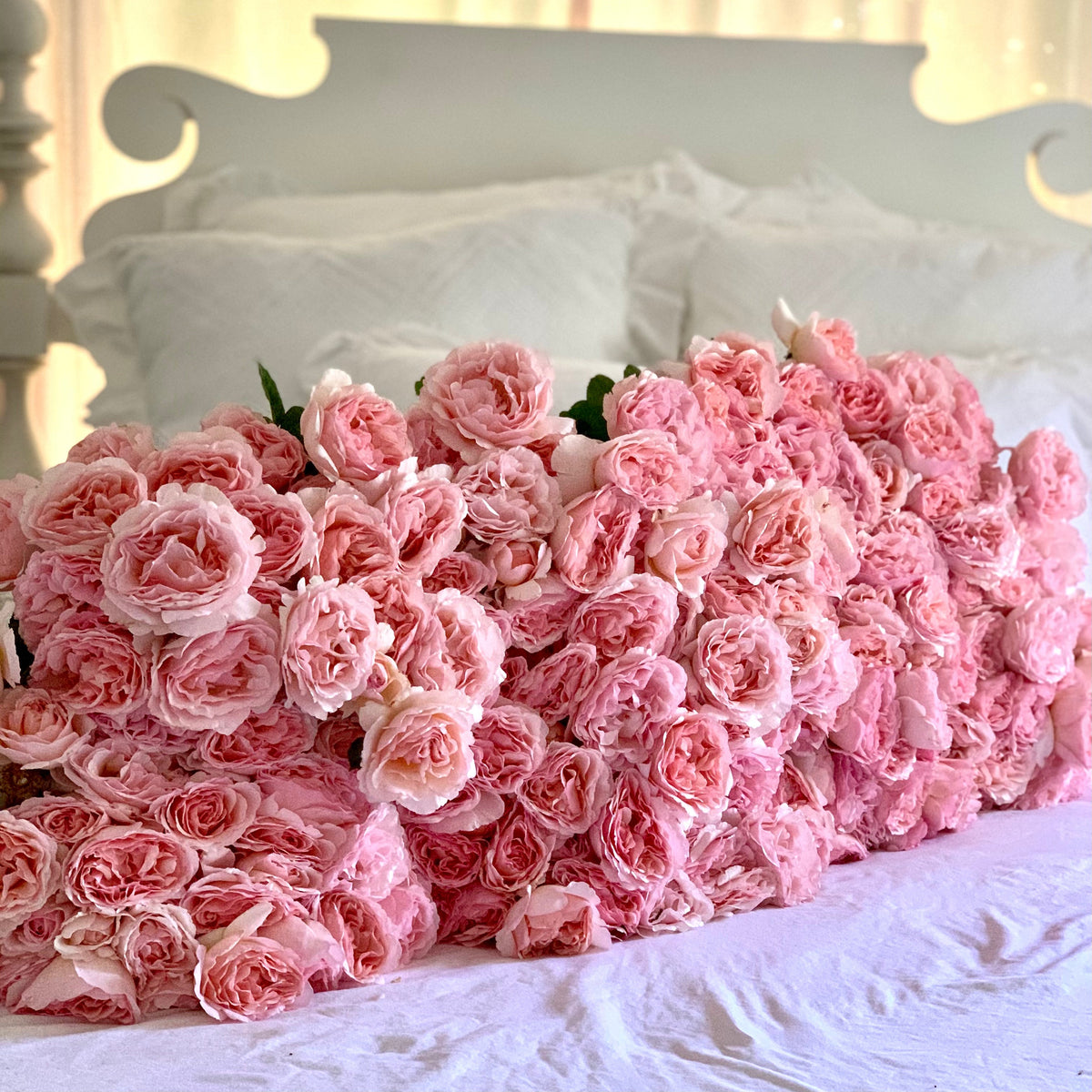 Princess Charlene de Monaco® Tree Rose Bush