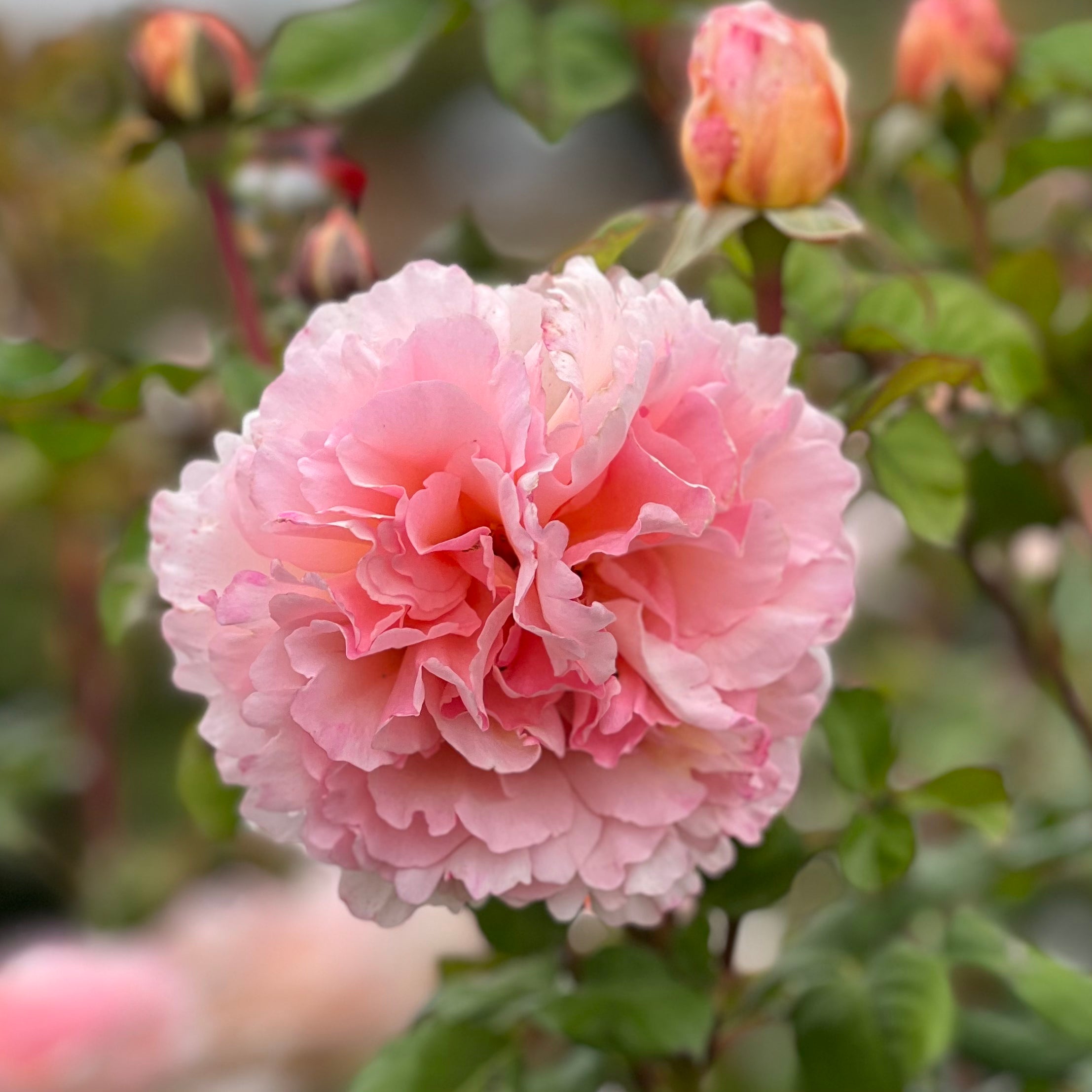 Princesse Charlene de Monaco® Bare Root Rose Bush