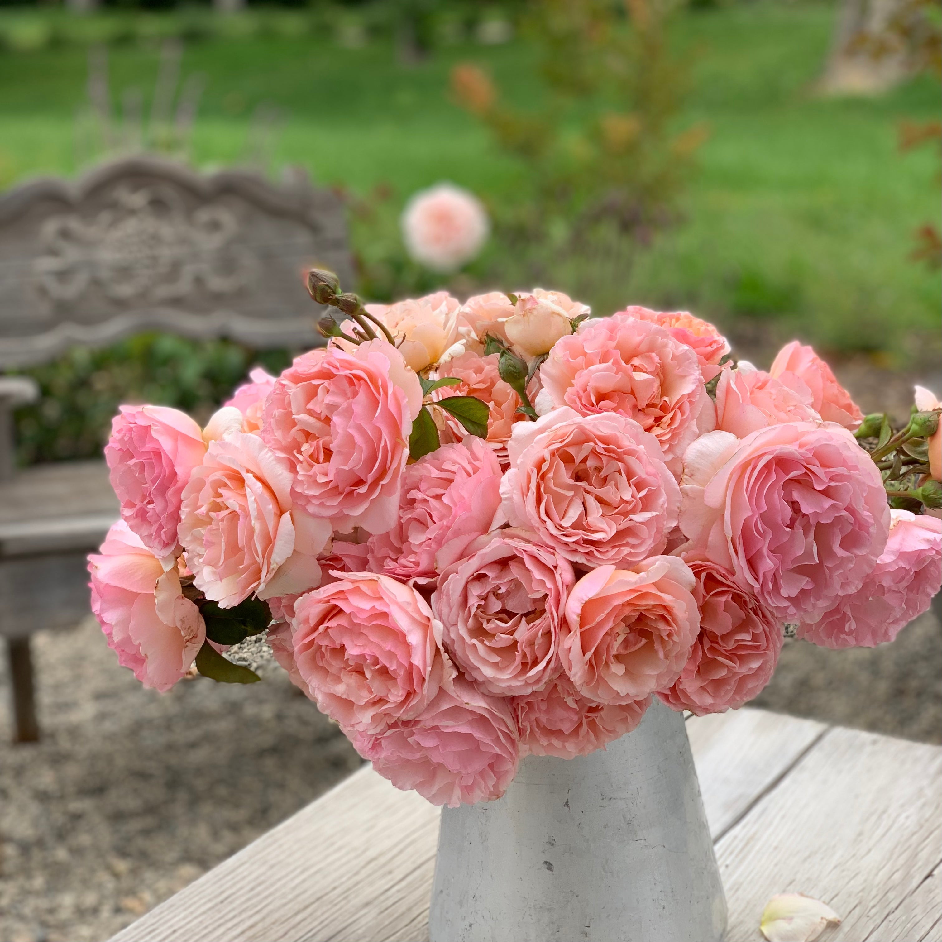 Princesse Charlene de Monaco® Potted Climbing Rose