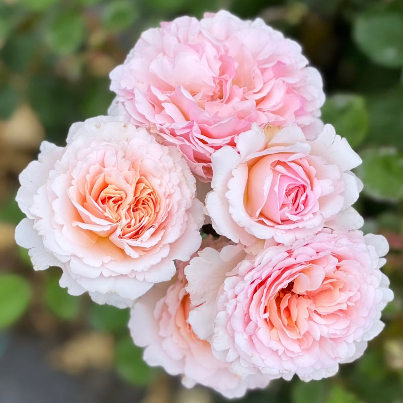 Princesse Charlene de Monaco® Potted Climbing Rose