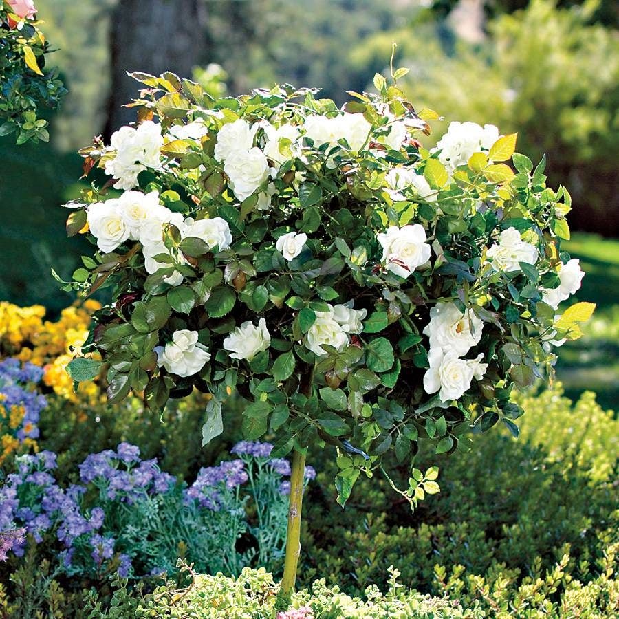 Pope John Paul II Bare Root Tree Rose