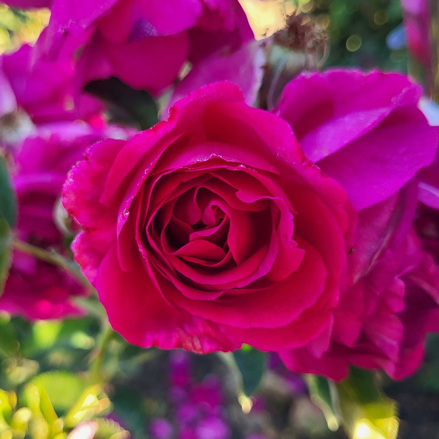 Purple Aura™ Potted Rose Bush