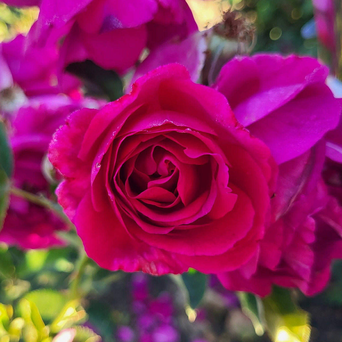Purple Aura Bare Root Rose Bush