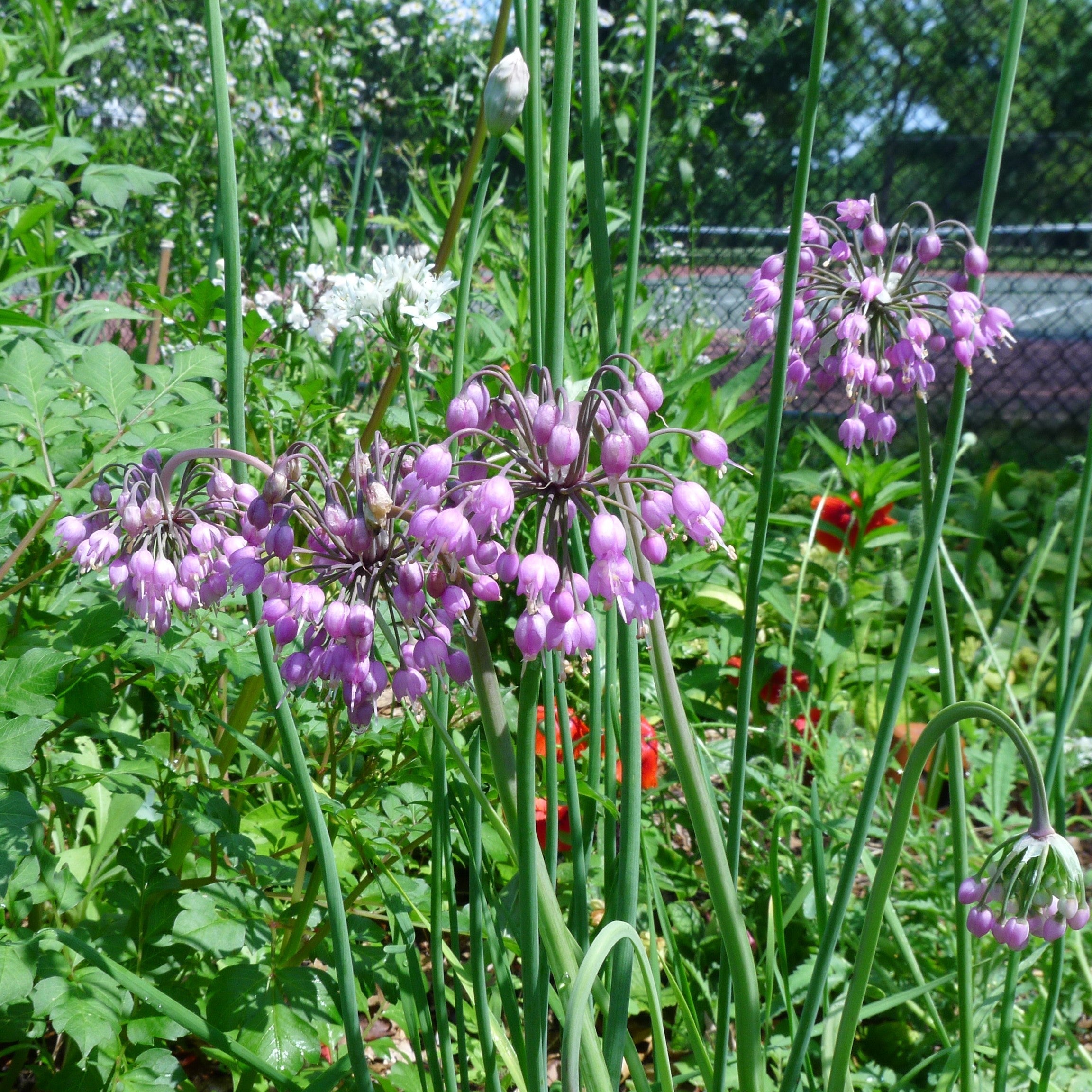 Allium cernuum Potted Ornamental Onion Plant