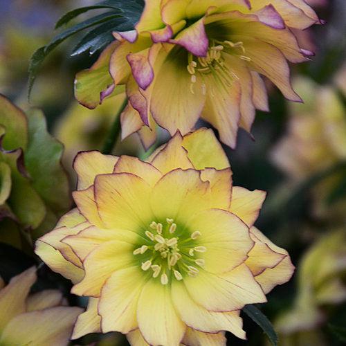 Helleborus 'Wedding Party Mix' Potted Lenten Rose Plant