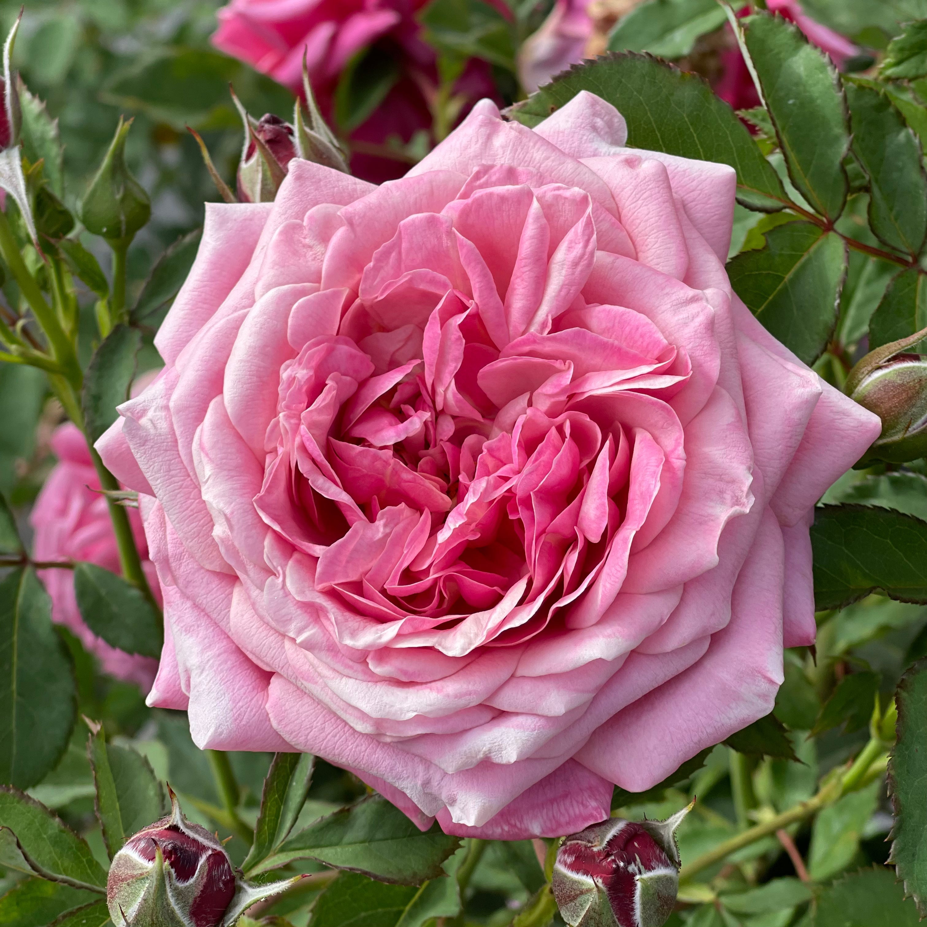 Anne's Devotion® Garden Color Stories™ Bundle of 3 Bare Root Roses