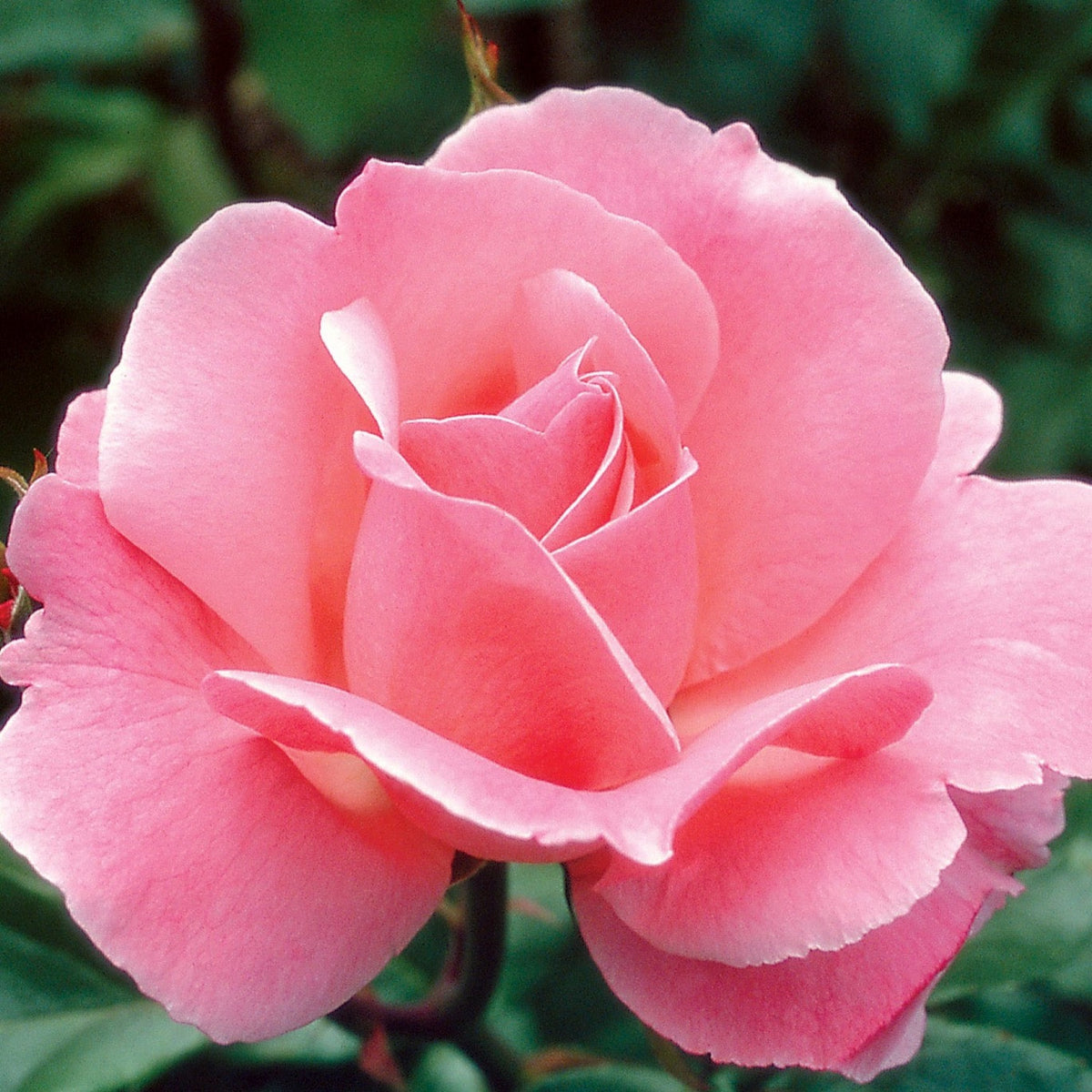 Queen Elizabeth Bare Root Rose Bush