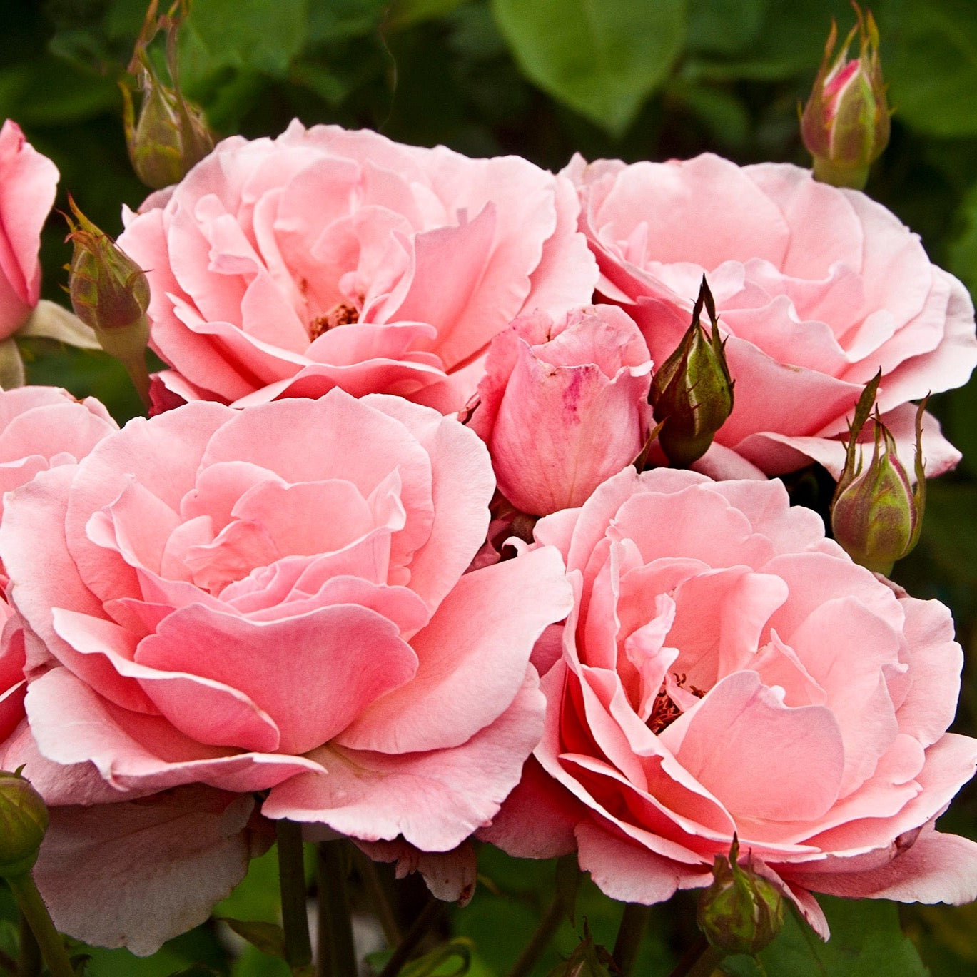 Queen Elizabeth Bare Root Rose Bush
