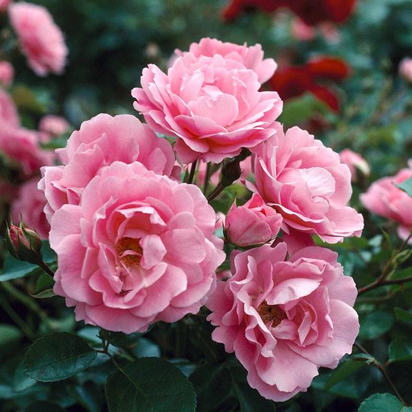 Queen Elizabeth Bare Root Rose Bush