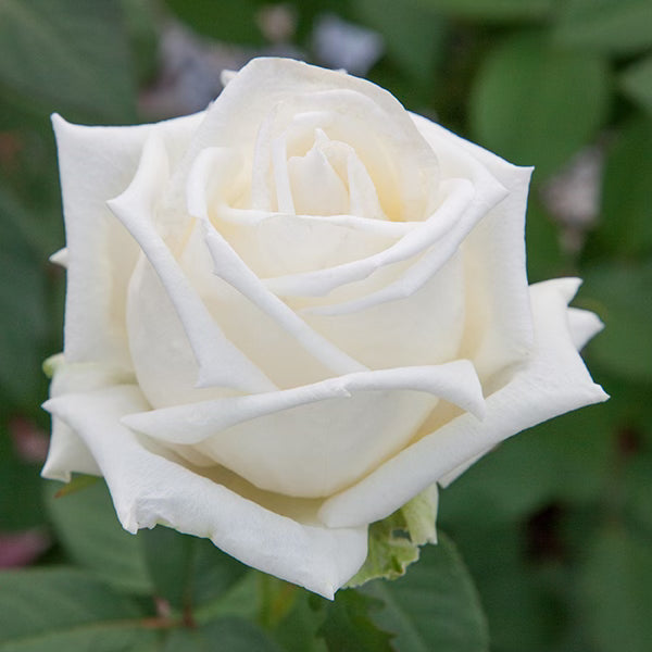 Queen Mary 2 Tree Rose | Fragrant White Tree Rose | Grace Rose Farm