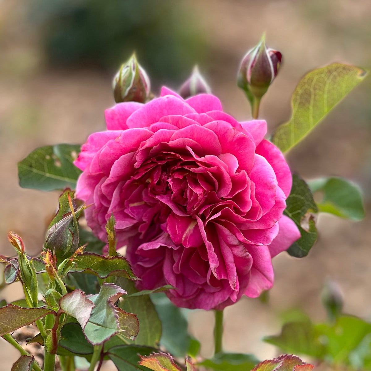 Queen of Elegance™ Bare Root Rose Bush