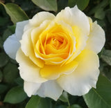 Quest for Zest™ Bare Root Rose Bush
