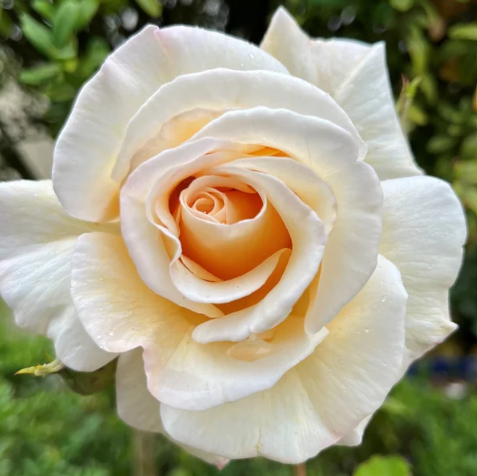 Rose of Rosalie Bare Root Rose Bush