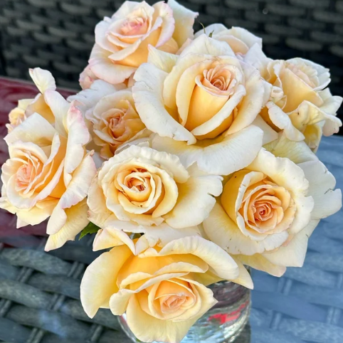 Rose of Rosalie Bare Root Rose Bush