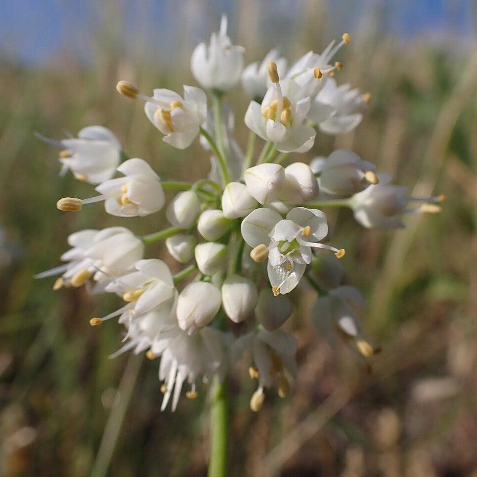Allium cernuum Potted Ornamental Onion Plant