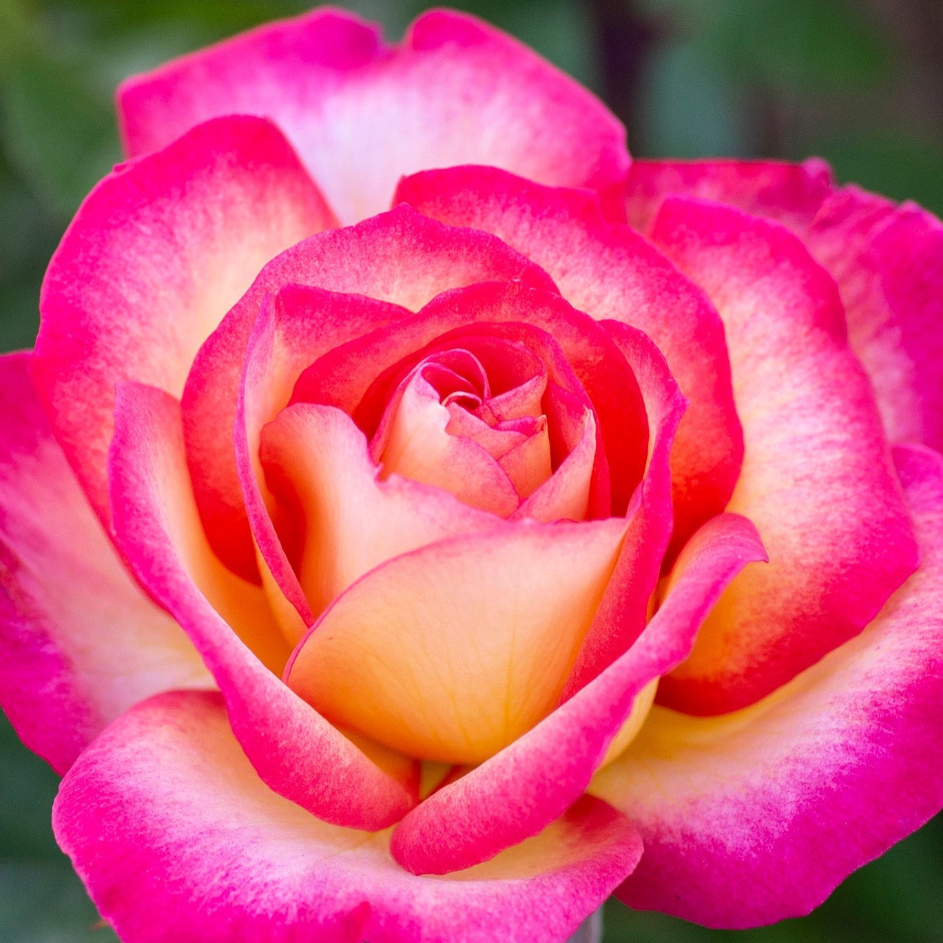 Rainbow Sorbet Potted Rose Bush | Multicolor Rose Bush | Grace