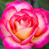 Rainbow Sorbet™ Potted Rose Bush