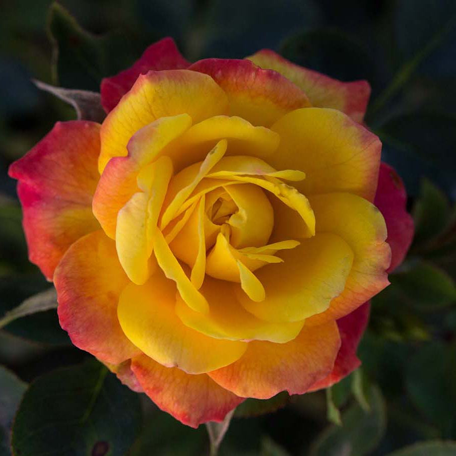 Rainbow Sunblaze® Potted Rose Bush