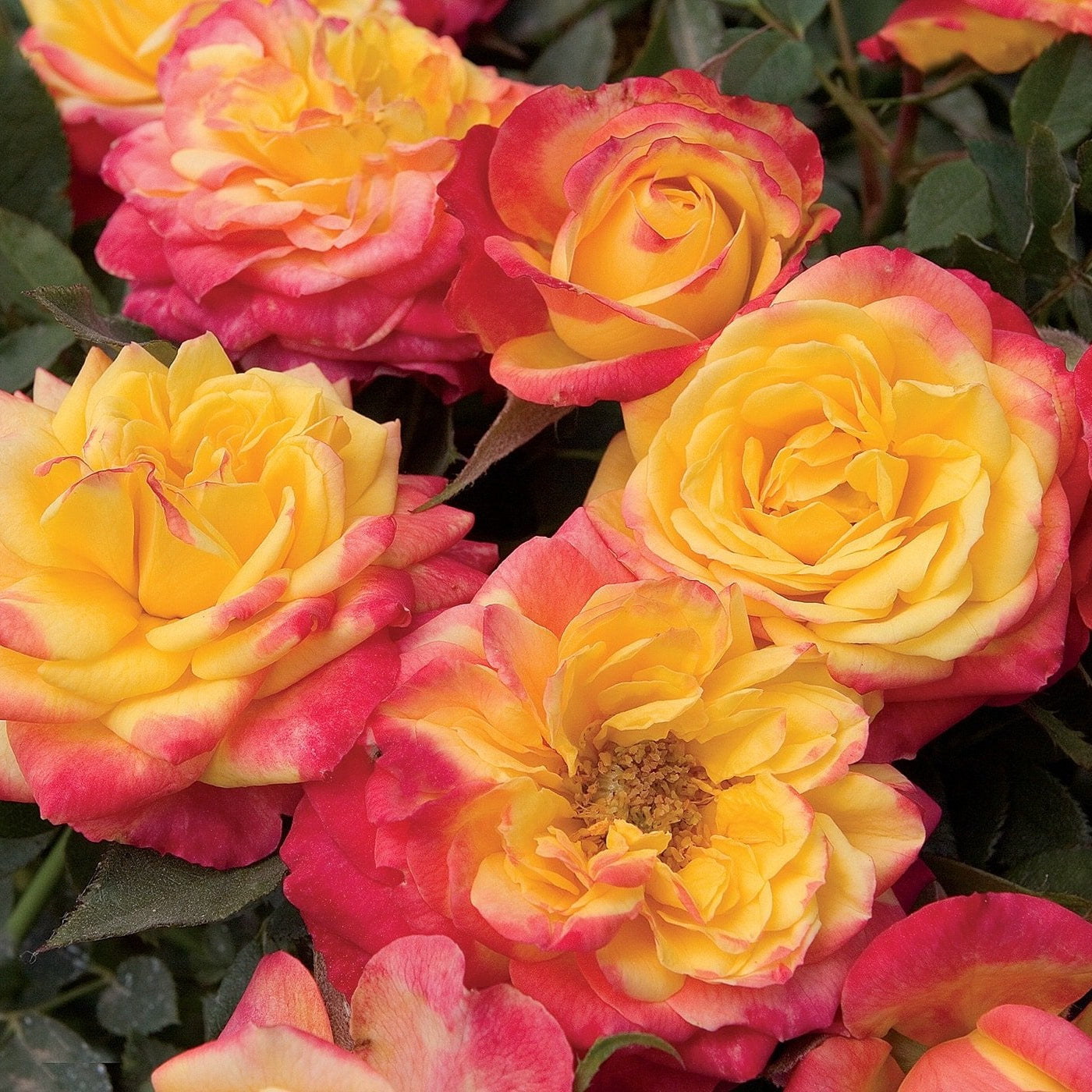 Rainbow Sunblaze® Potted Rose Bush