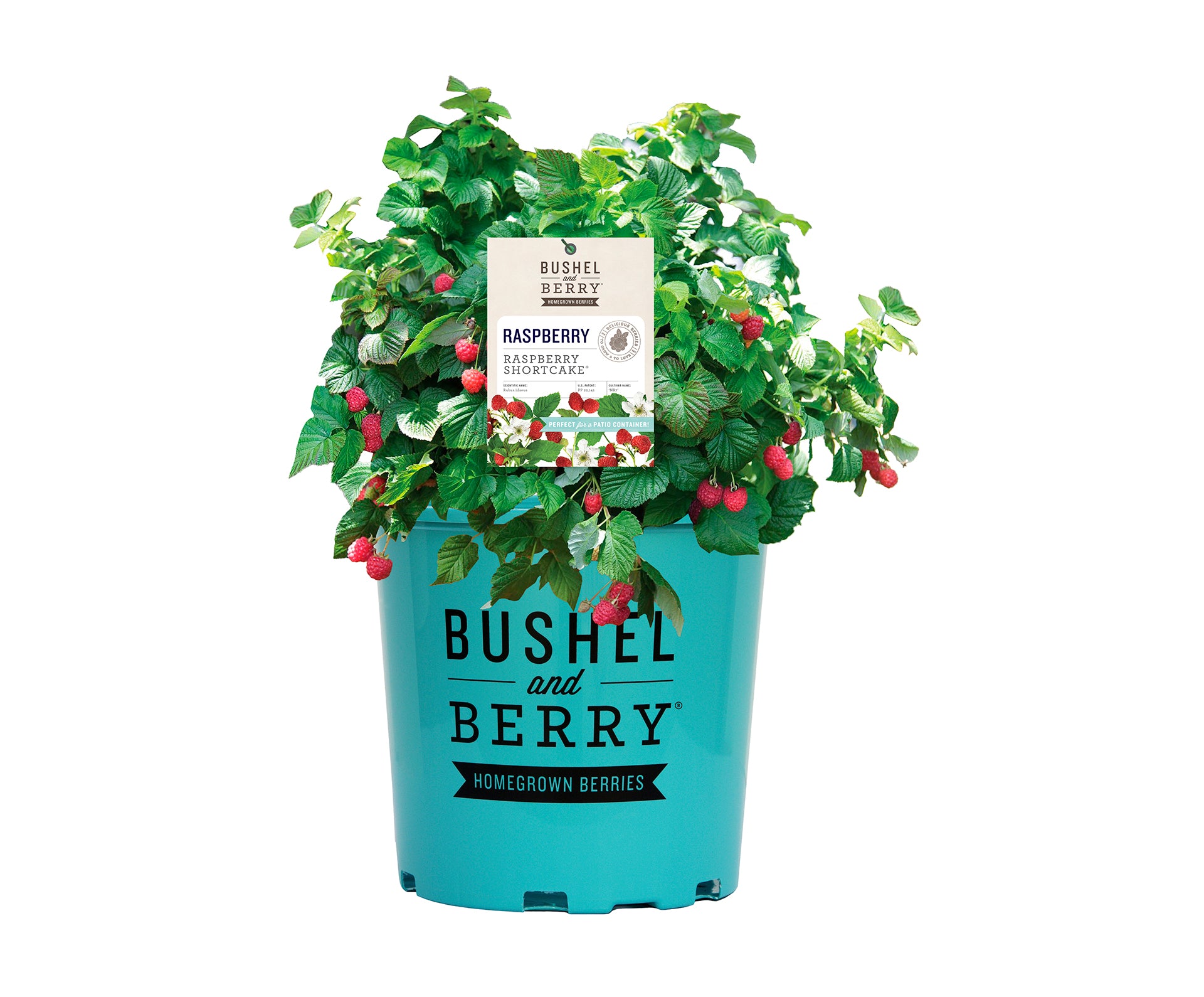 Raspberry Bushel & Berry® Raspberry Shortcake® Thornless Potted Raspberry Plant