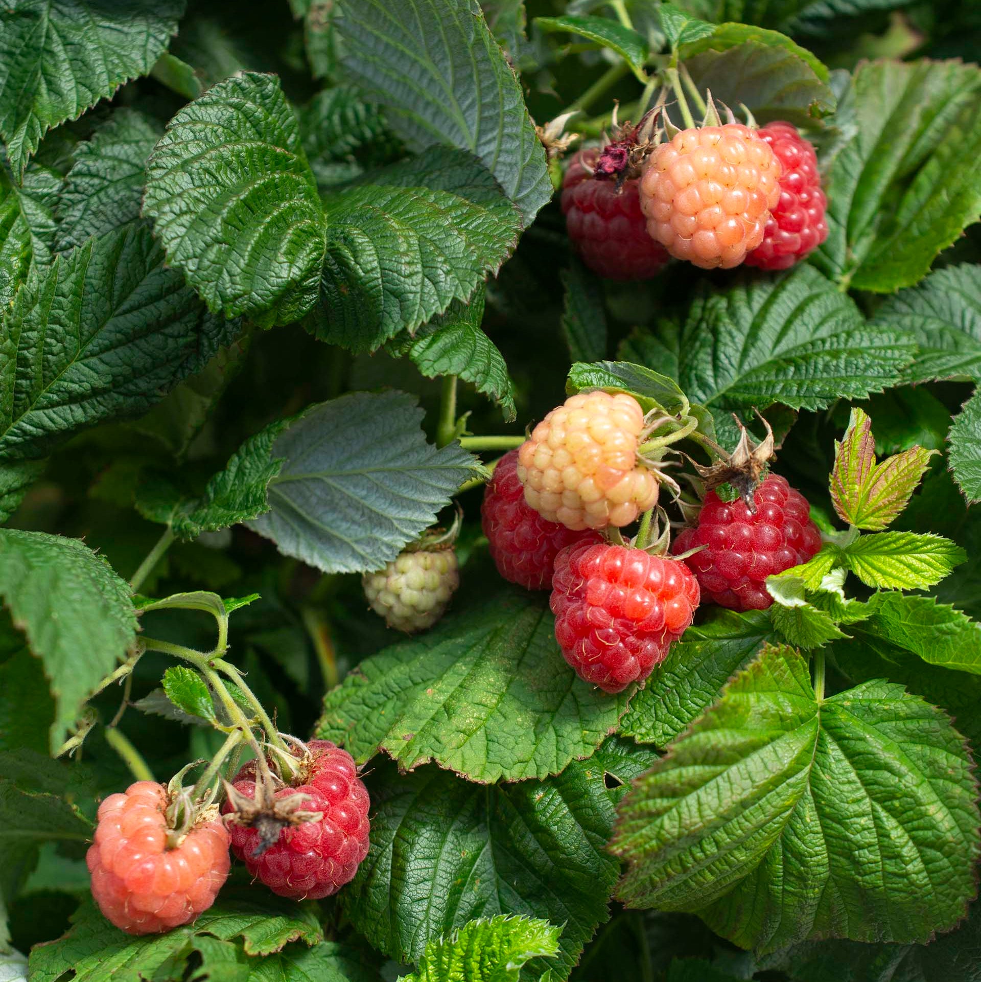 Raspberry Bushel & Berry® Raspberry Shortcake® Thornless Potted Raspberry Plant