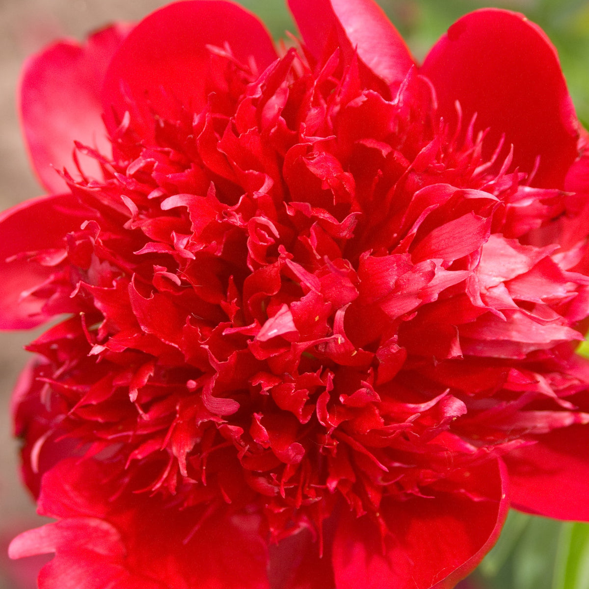 Peony Red Charm - Peony Bulbs
