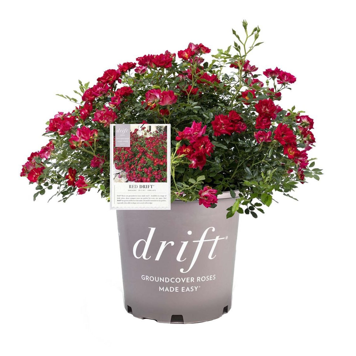 Red Drift® Potted Tree Rose