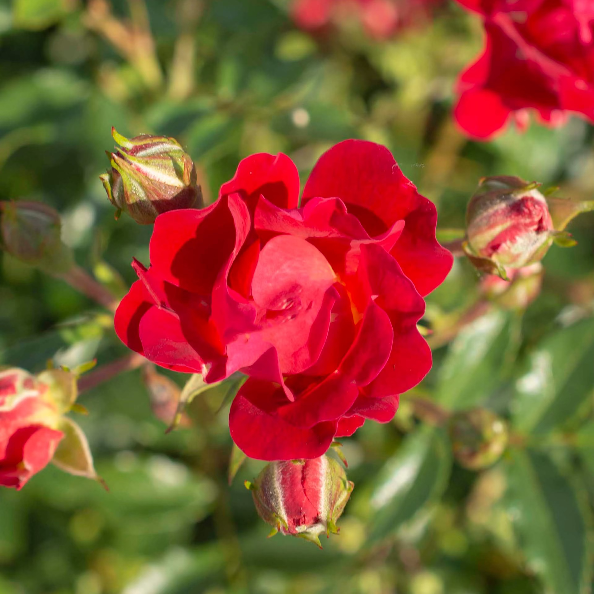 Red Drift® Bare Root Tree Rose