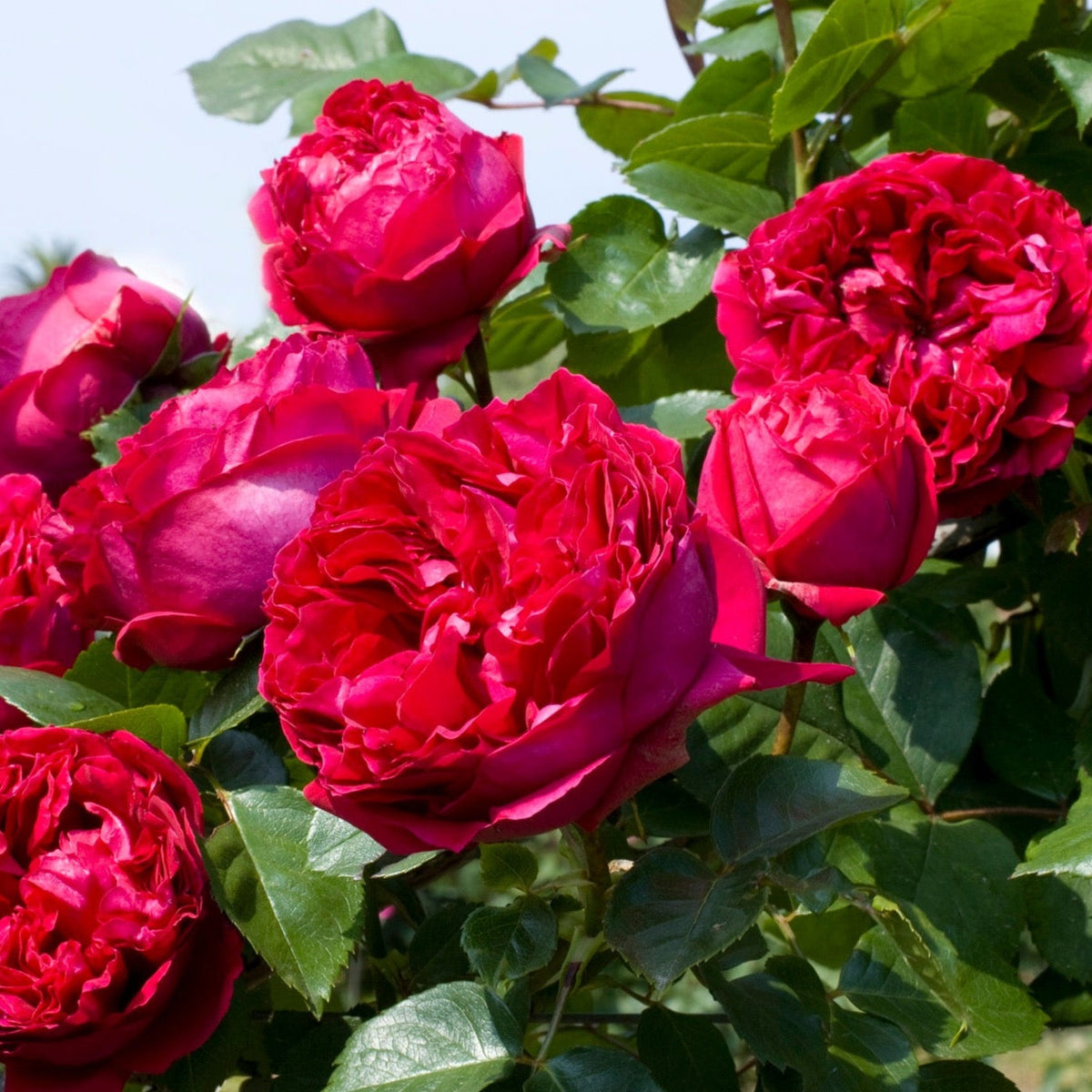 Eden Climber® Red Bare Root Rose Bush
