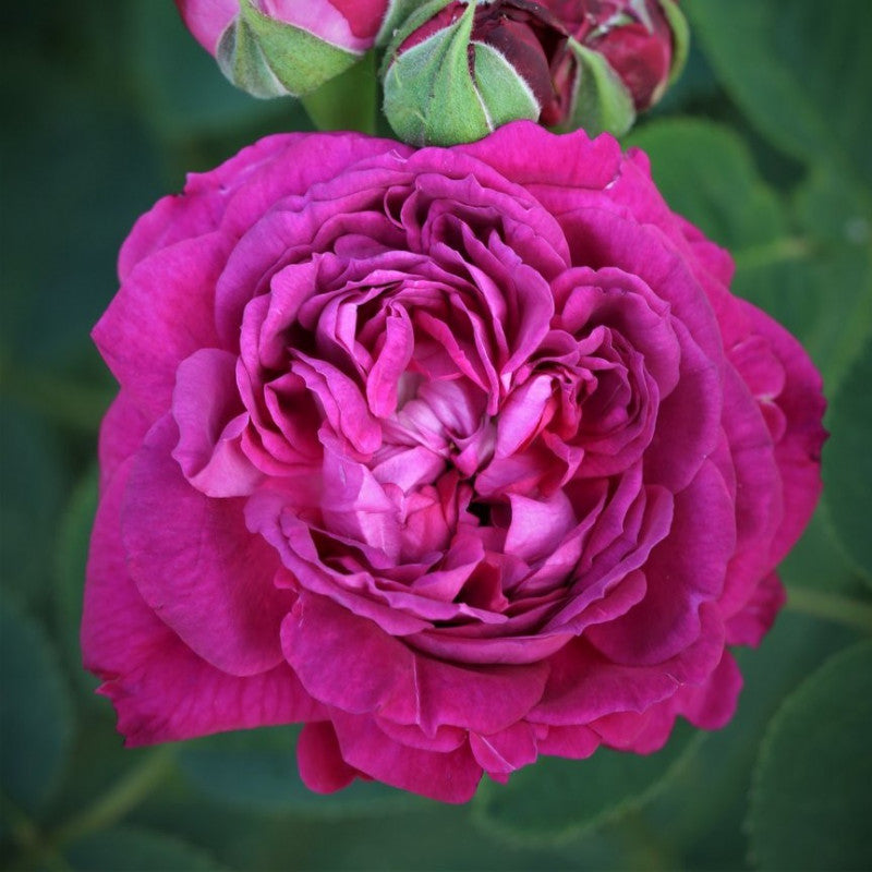 Reine Des Violettes Rose Bush