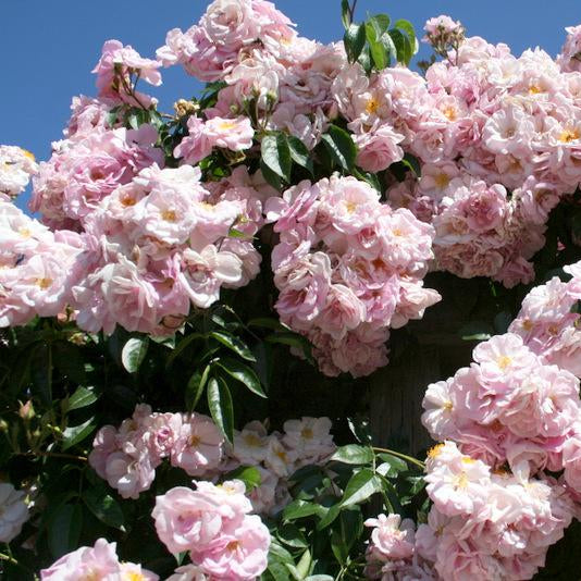 Renae Potted Climbing Rose