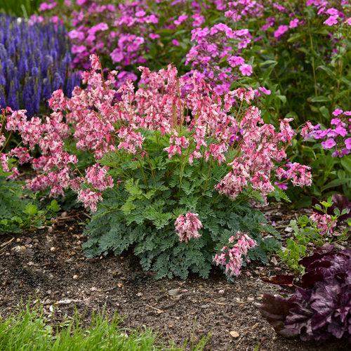 Bleeding Heart 'Pink Diamonds' Potted Bleeding Heart Plant
