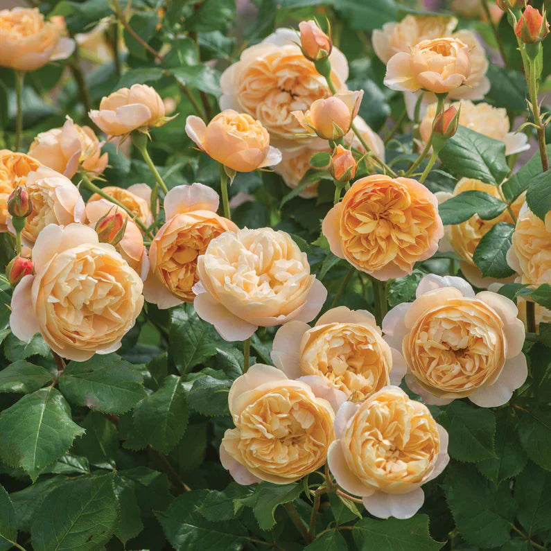 David Austin® Roald Dahl® Potted Tree Rose