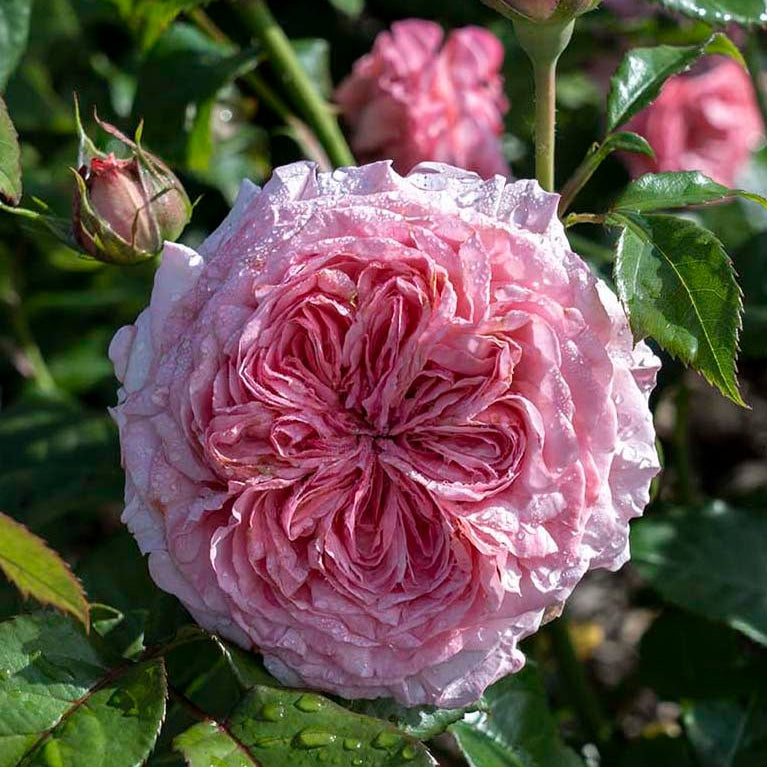 Romantica® Ball Gown™ Bare Root Rose Bush