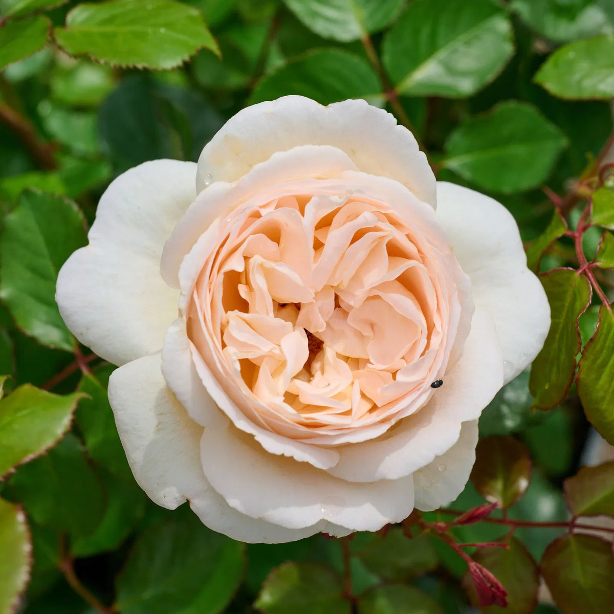 Wilhelmina Grace Potted Rose Bush | Estate Rose Collection | Grace